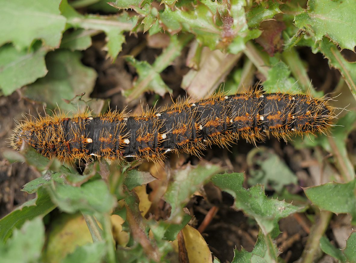 lemonia-philopalus