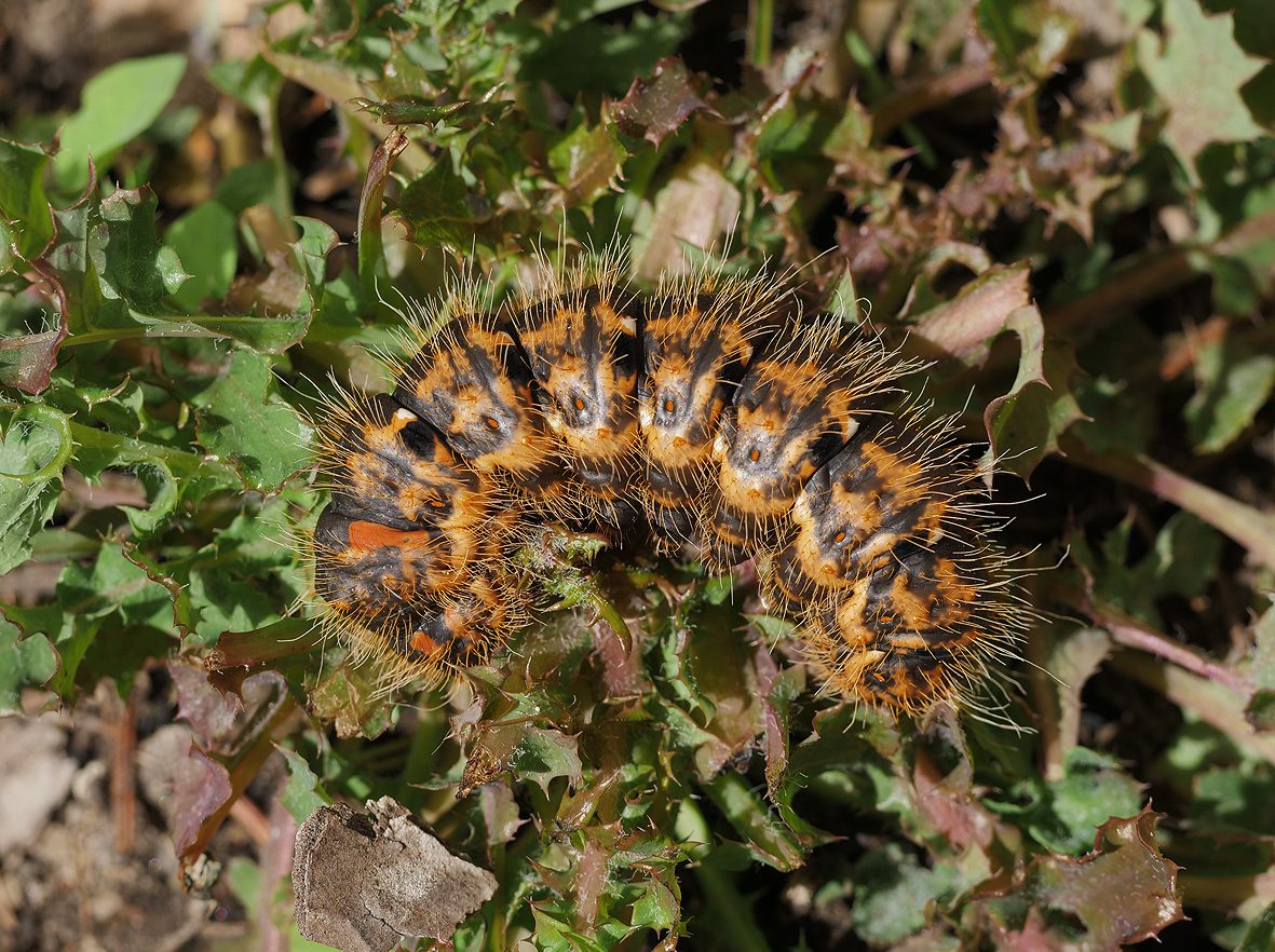 lemonia-philopalus