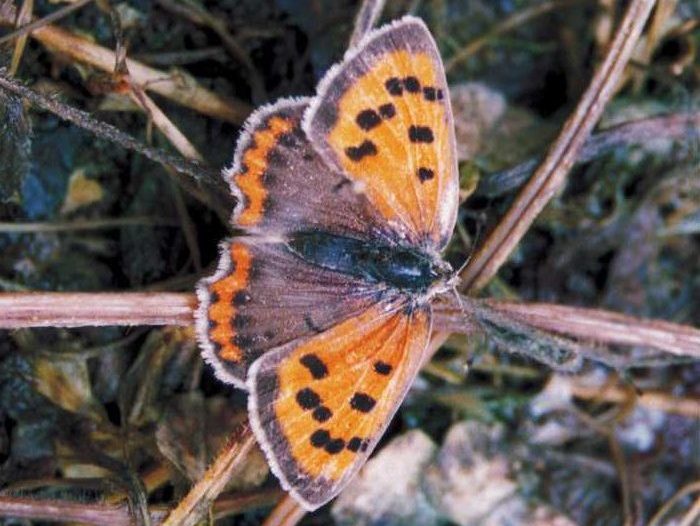 lycaena-phlaeas