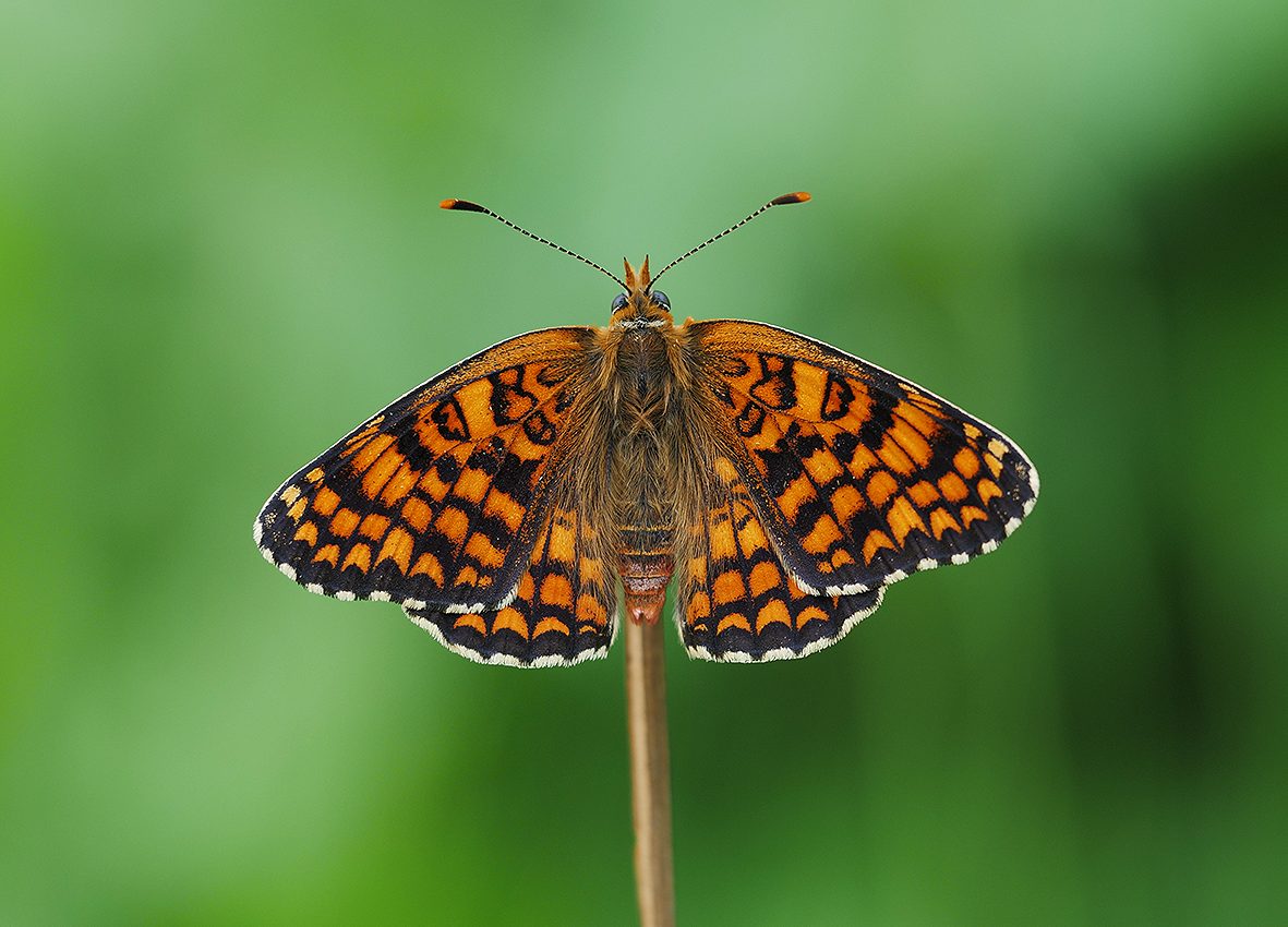 melitaea-phoebe