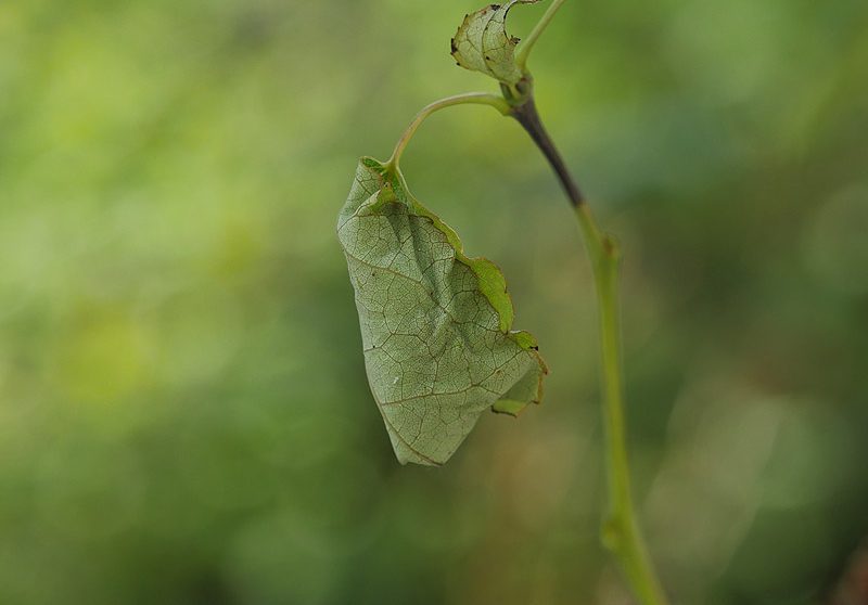 clostera-pigra