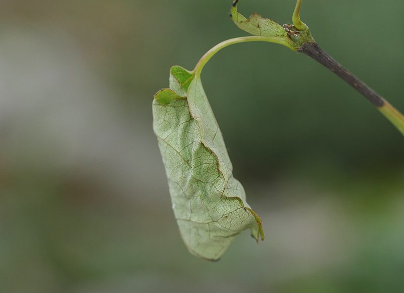 clostera-pigra