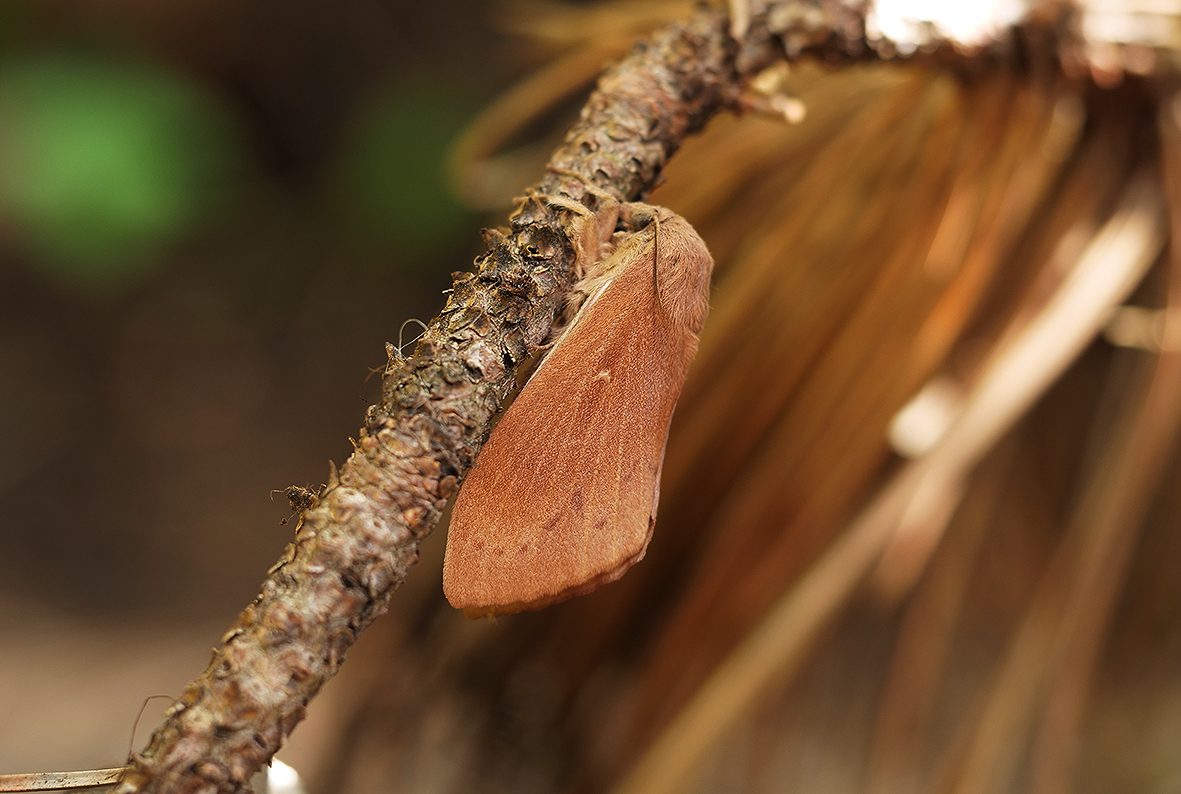 dendrolimus-pini