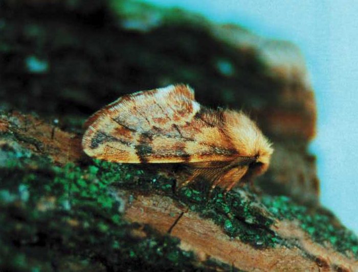 ptilophora-plumigera
