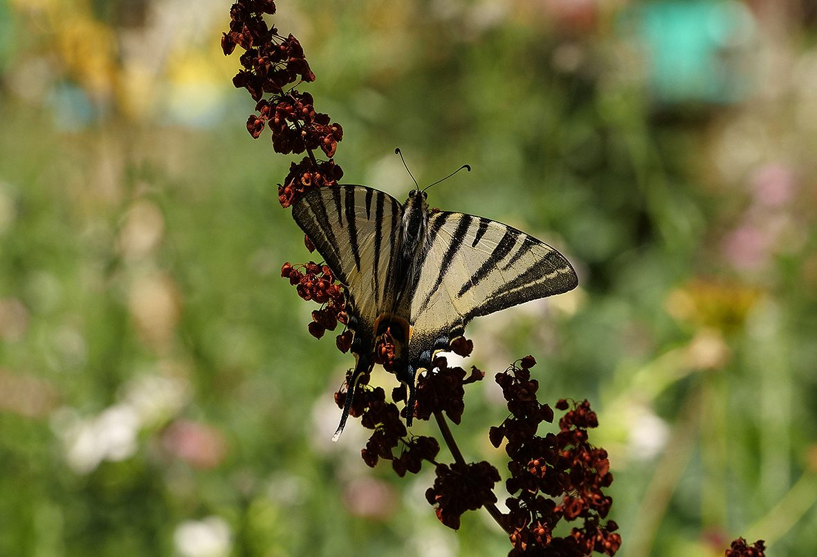 Iphiclides-podalirius