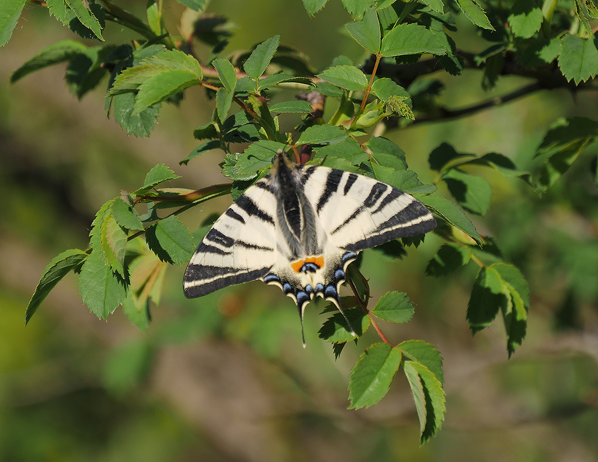 iphiclides-podalirius