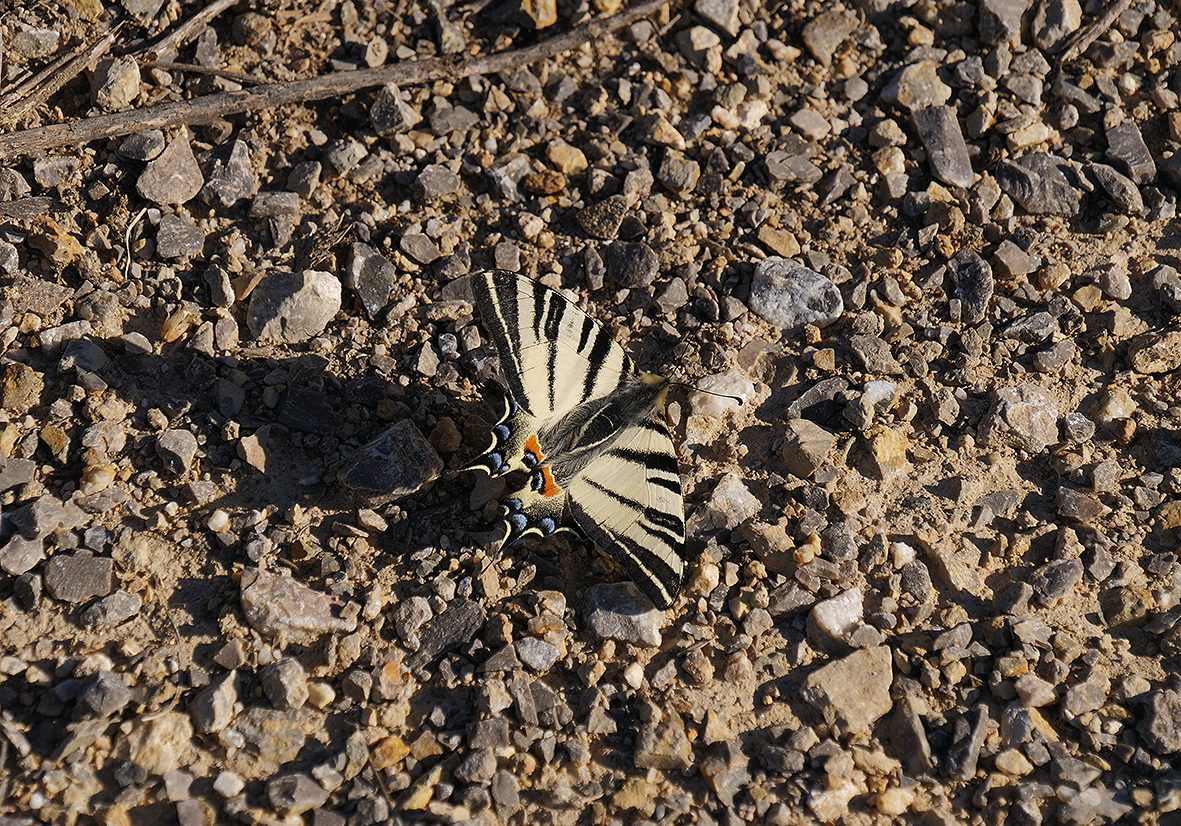 Iphiclides-podalirius