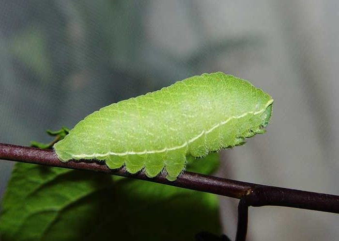 Iphiclides-podalirius