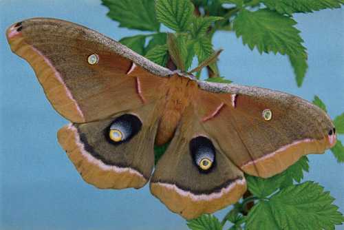 antheraea-polyphemus