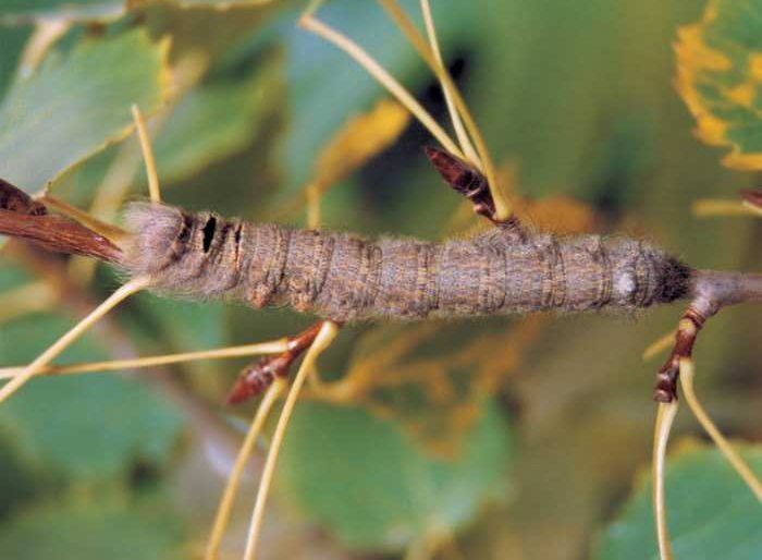 gastropacha-populifolia