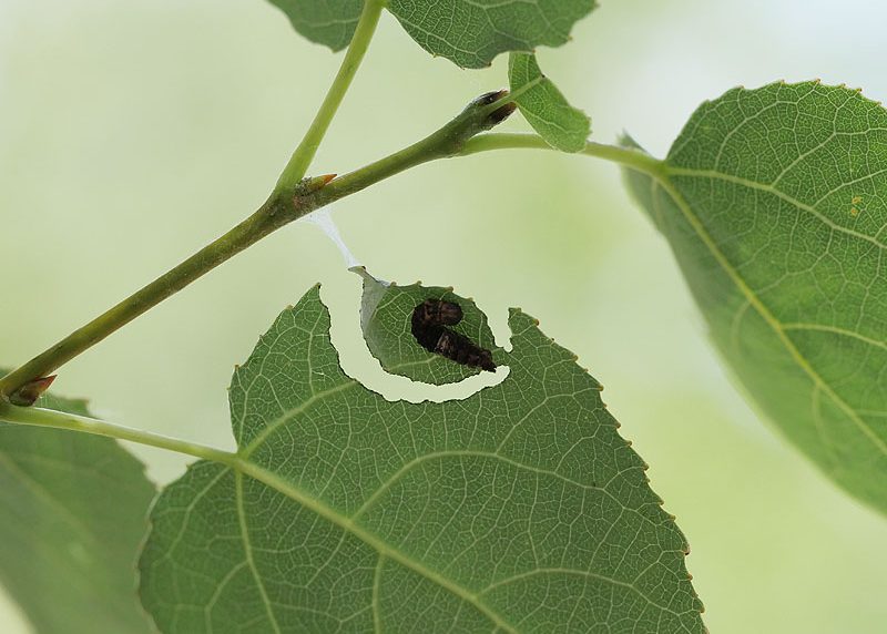 limenitis-populi