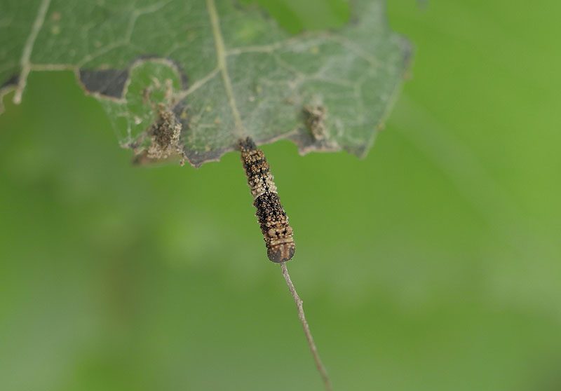 limenitis-populi