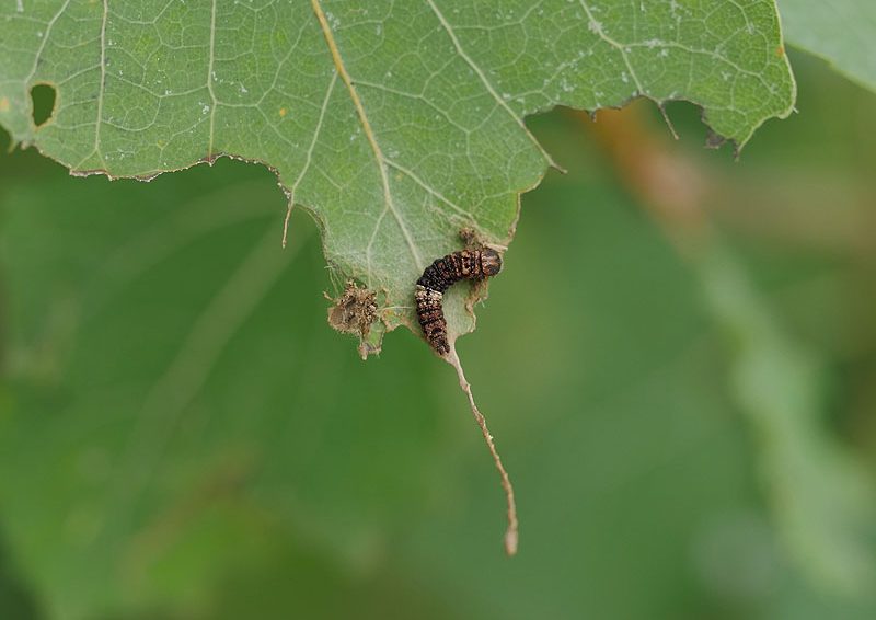 limenitis-populi