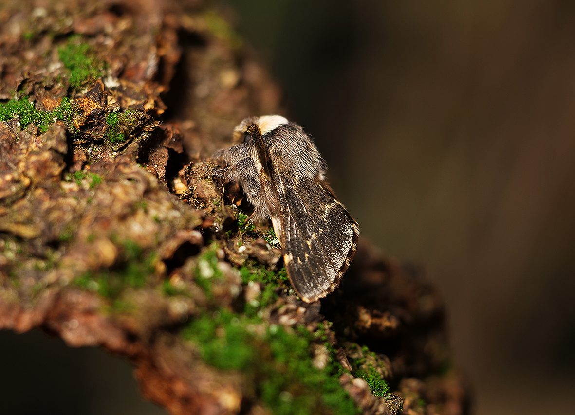 poecilocampa-populi