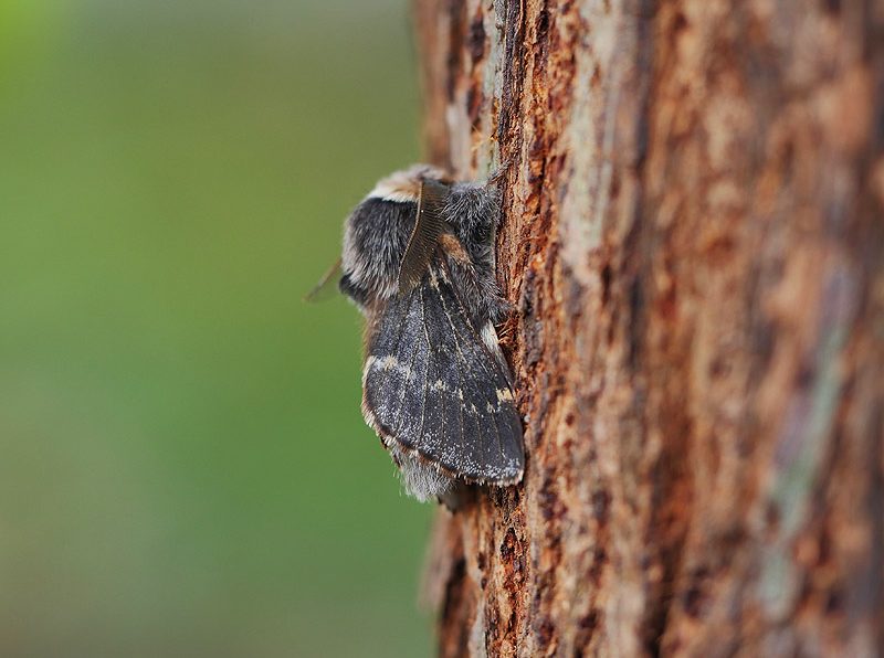 poecilocampa-populi