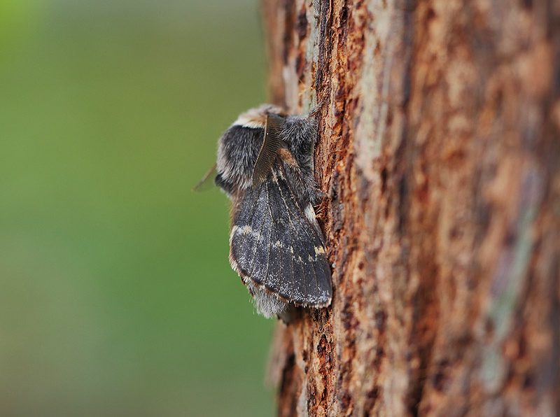 poecilocampa-populi