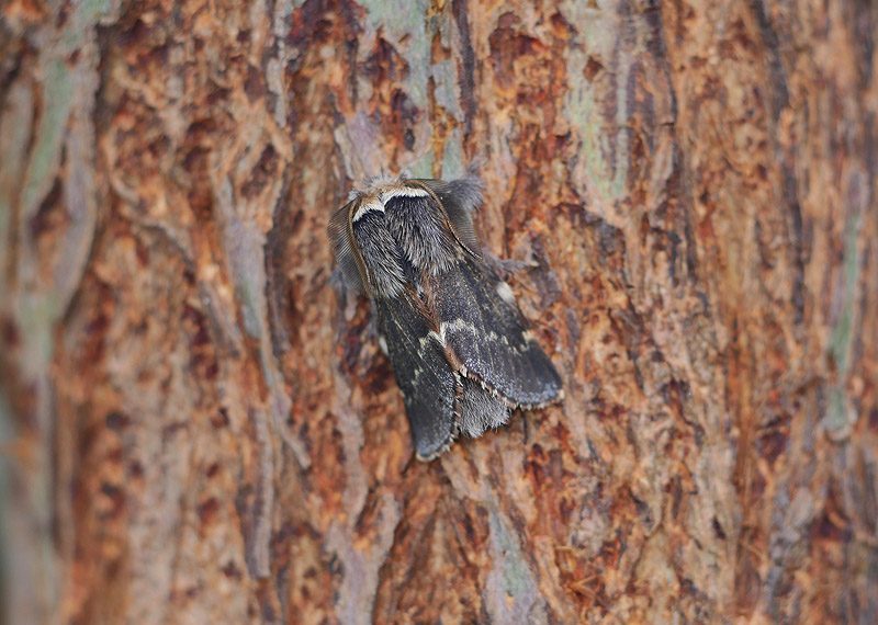 poecilocampa-populi