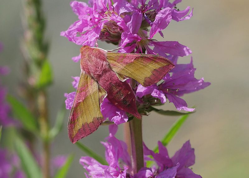 deilephila-porcellus