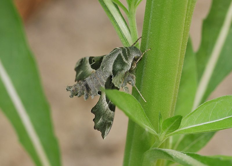 proserpinus-proserpina