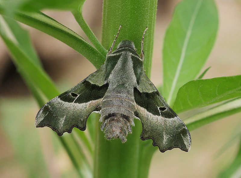 proserpinus-proserpina