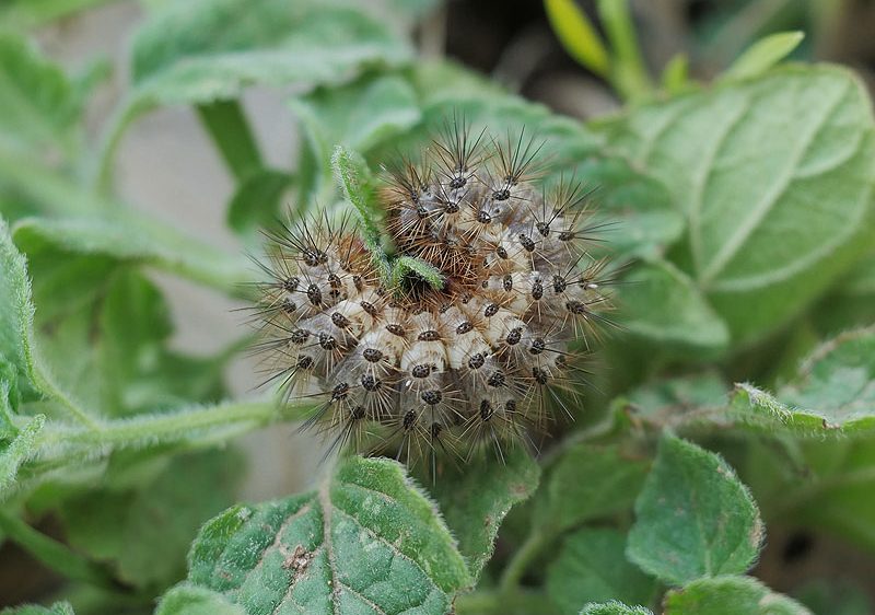 cymbalophora-pudica