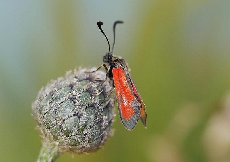 zygaena-punctum