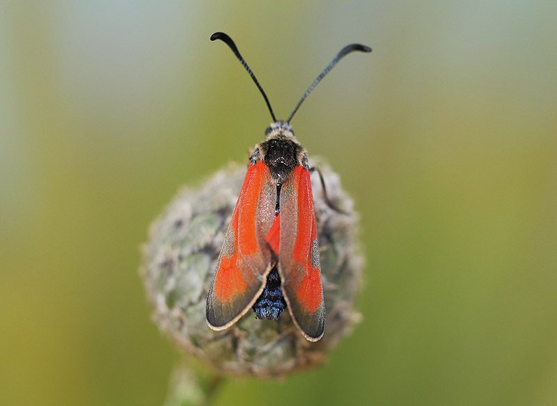 zygaena-punctum