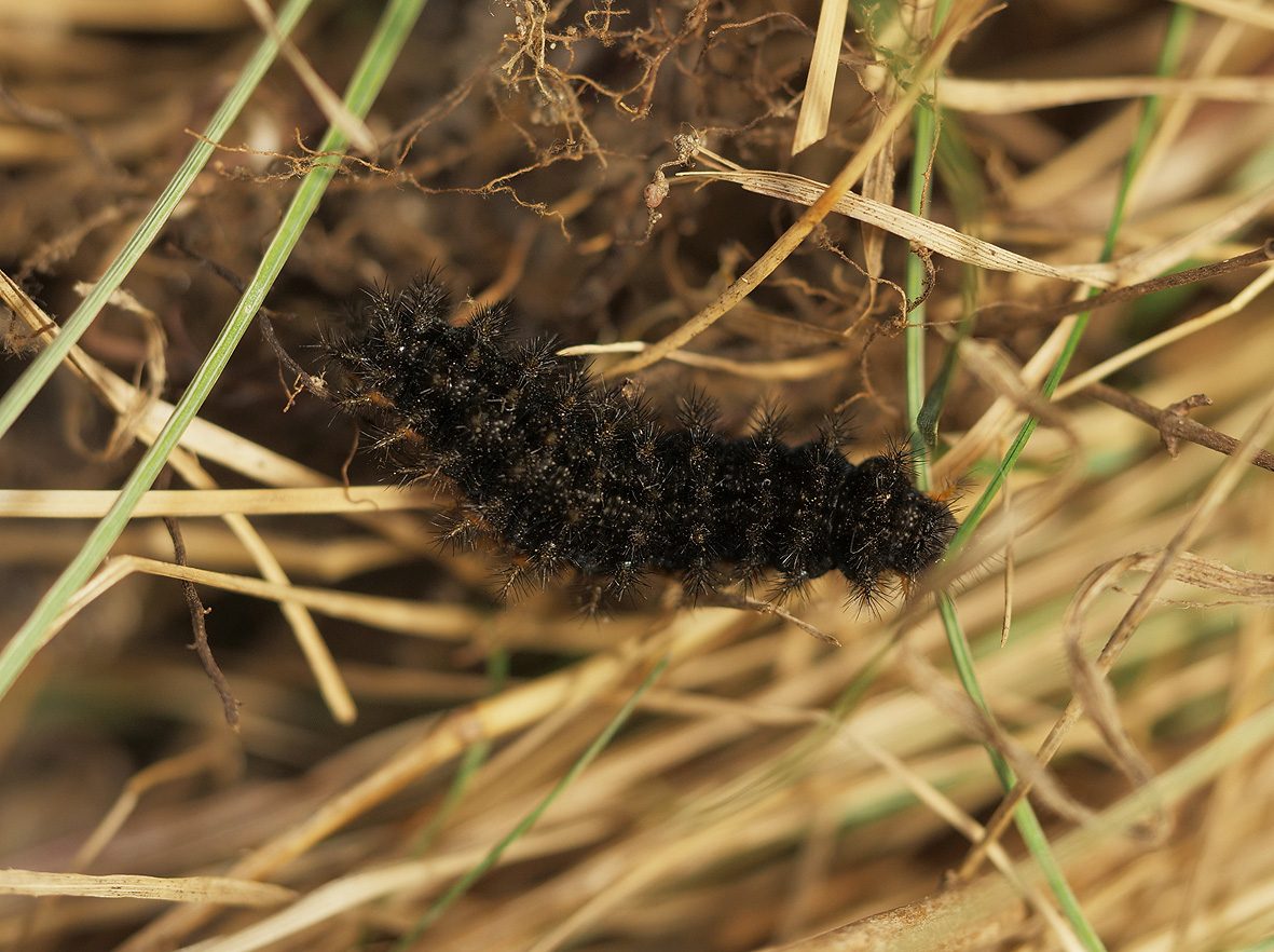 melitaea-punica