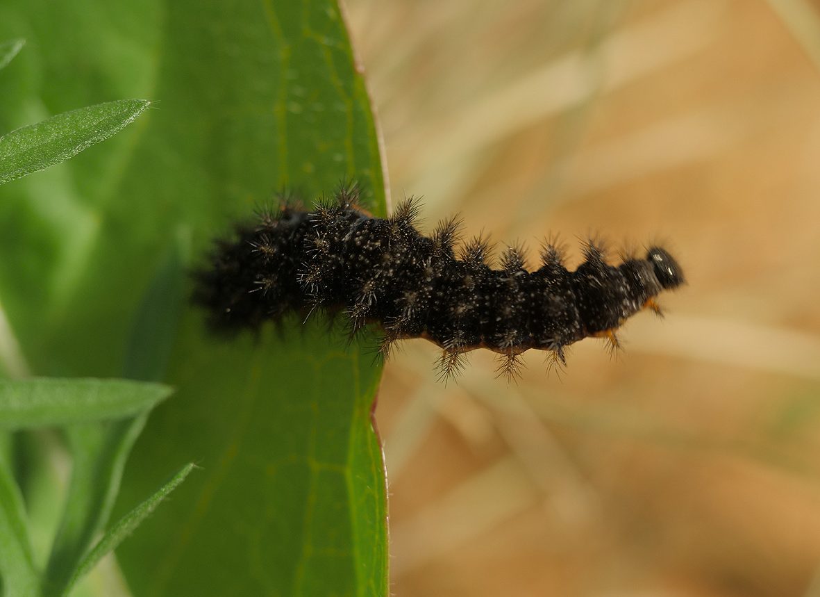 melitaea-punica