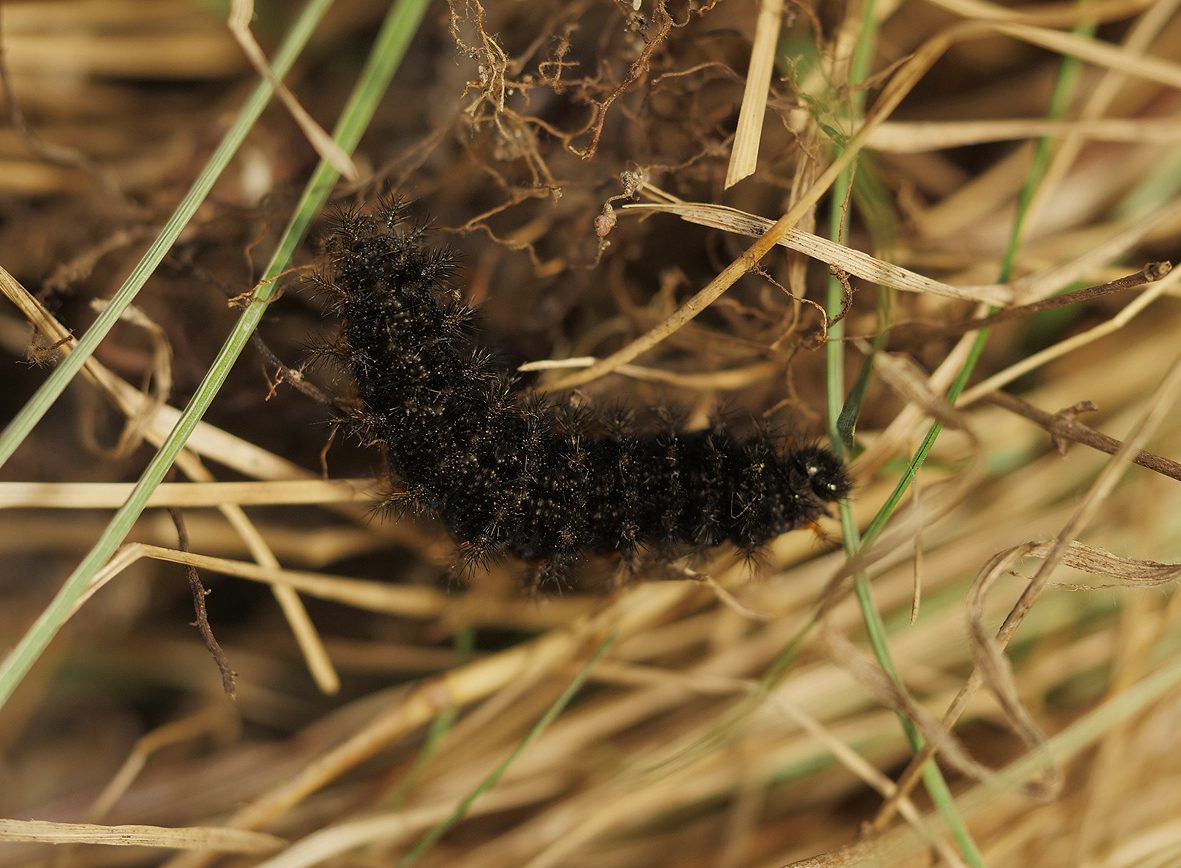 melitaea-punica