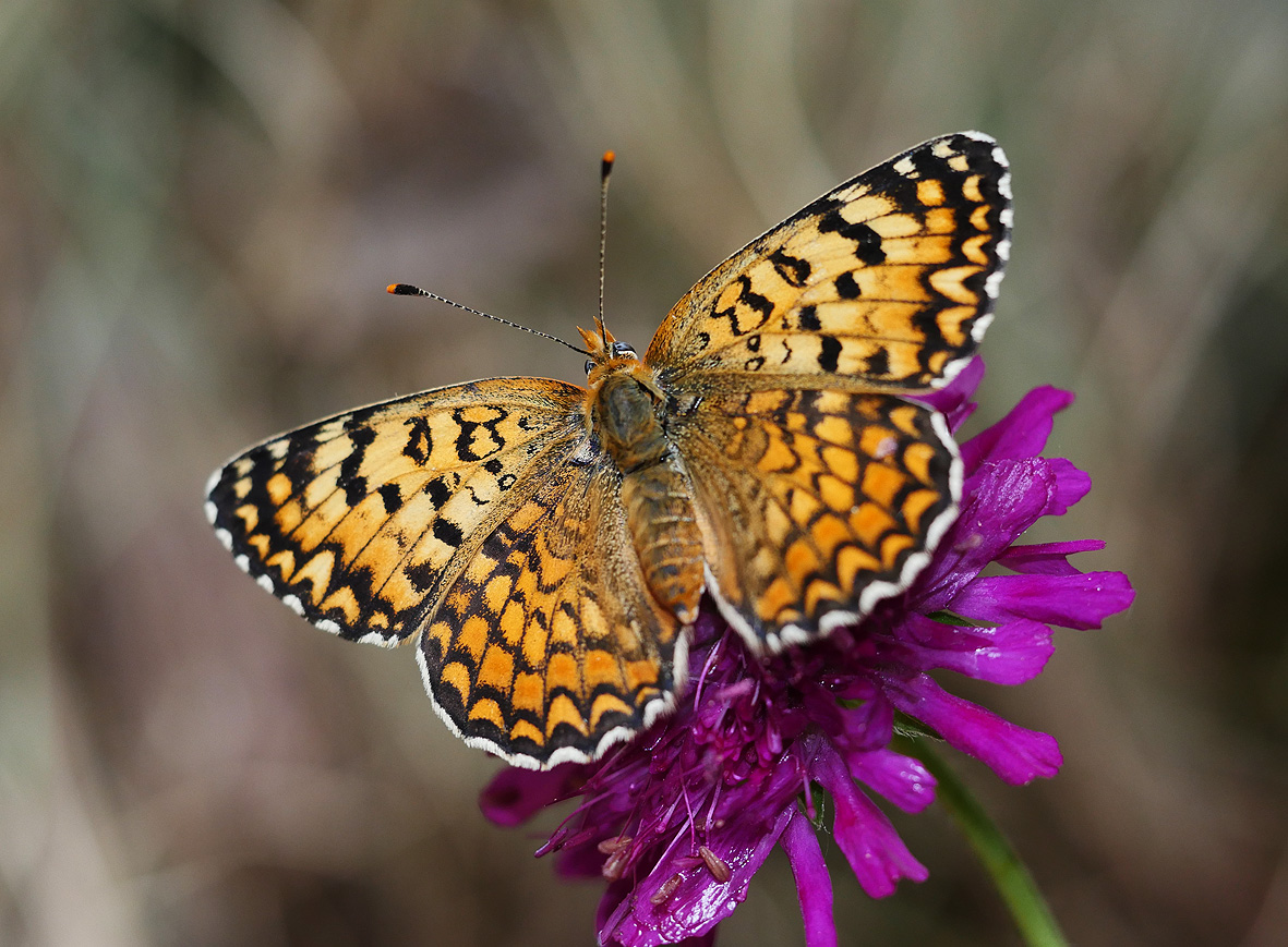 melitaea-punica