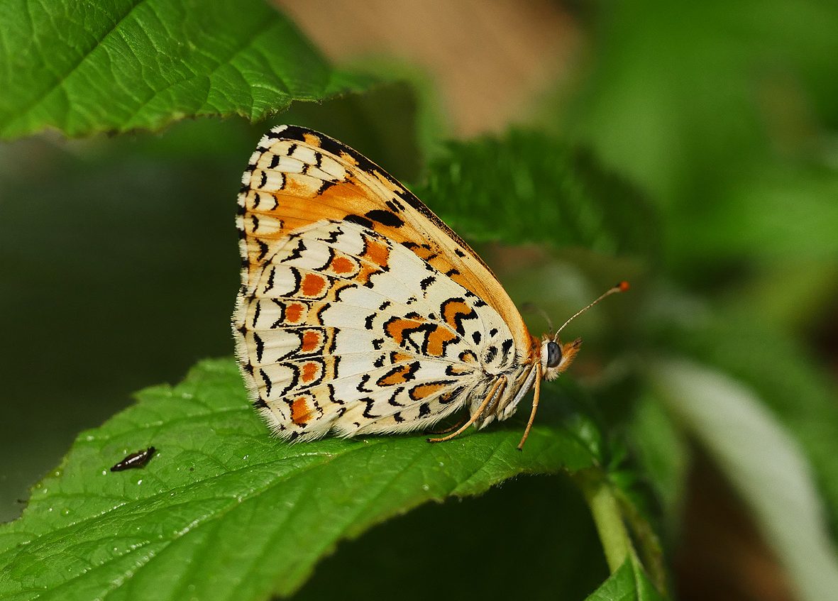 melitaea-punica