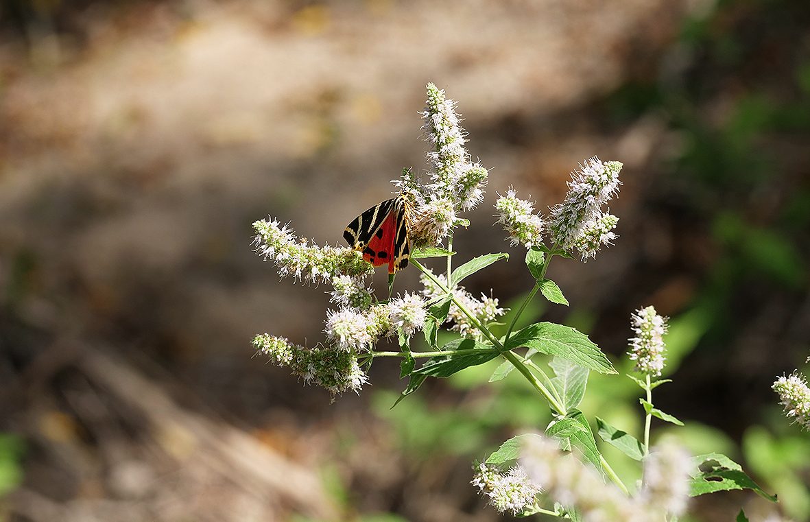 euplagia-quadripunctaria