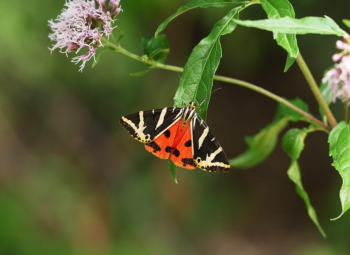 euplagia-quadripunctaria