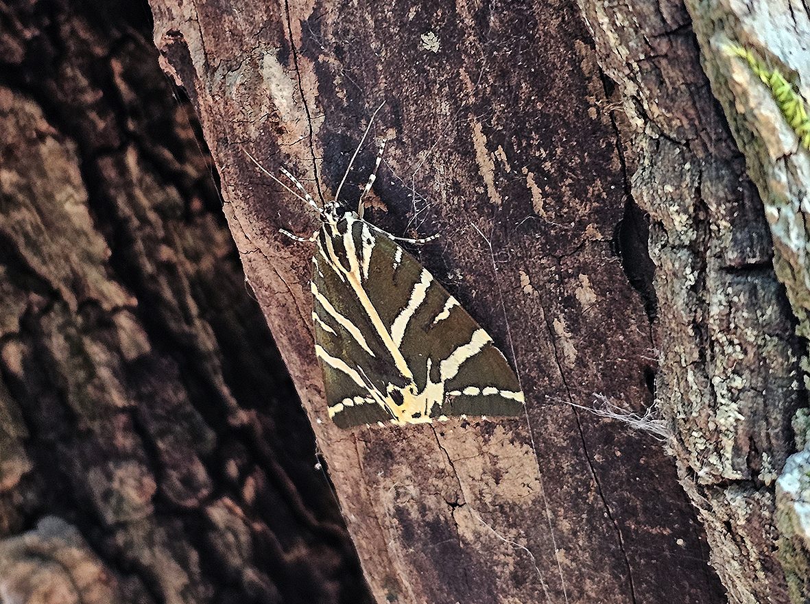euplagia-quadripunctaria