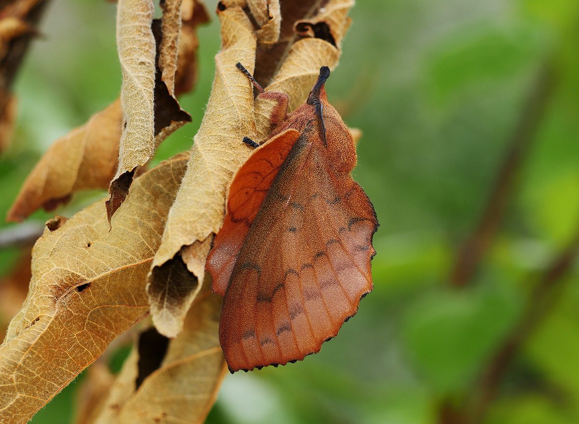 gastropacha-quercifolia