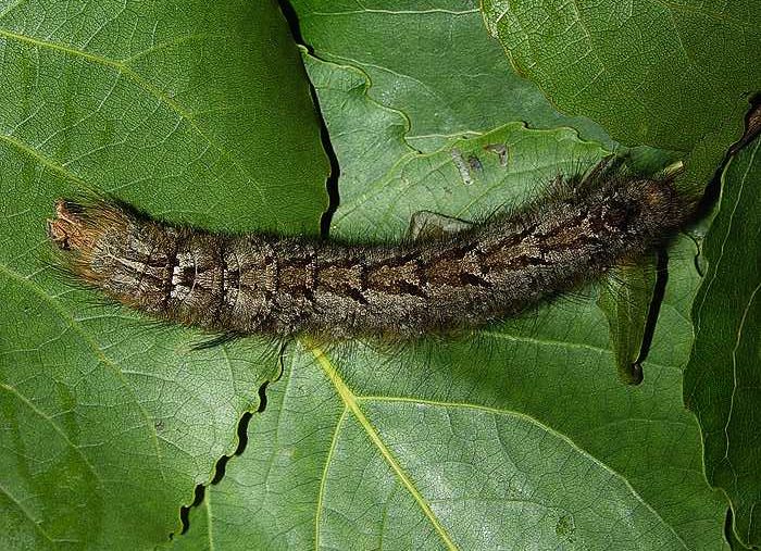 gastropacha-quercifolia