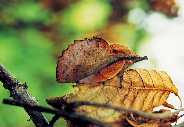 gastropacha-quercifolia