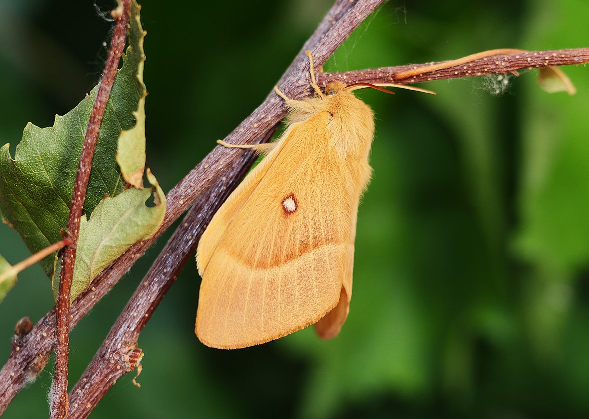 lasiocampa-quercus