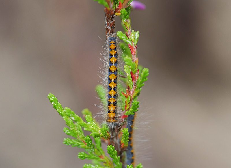 lasiocampa-quercus