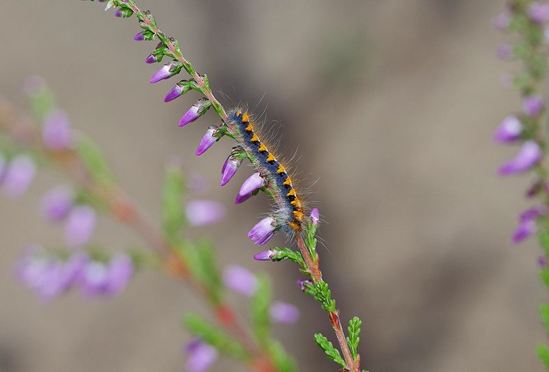 lasiocampa-quercus