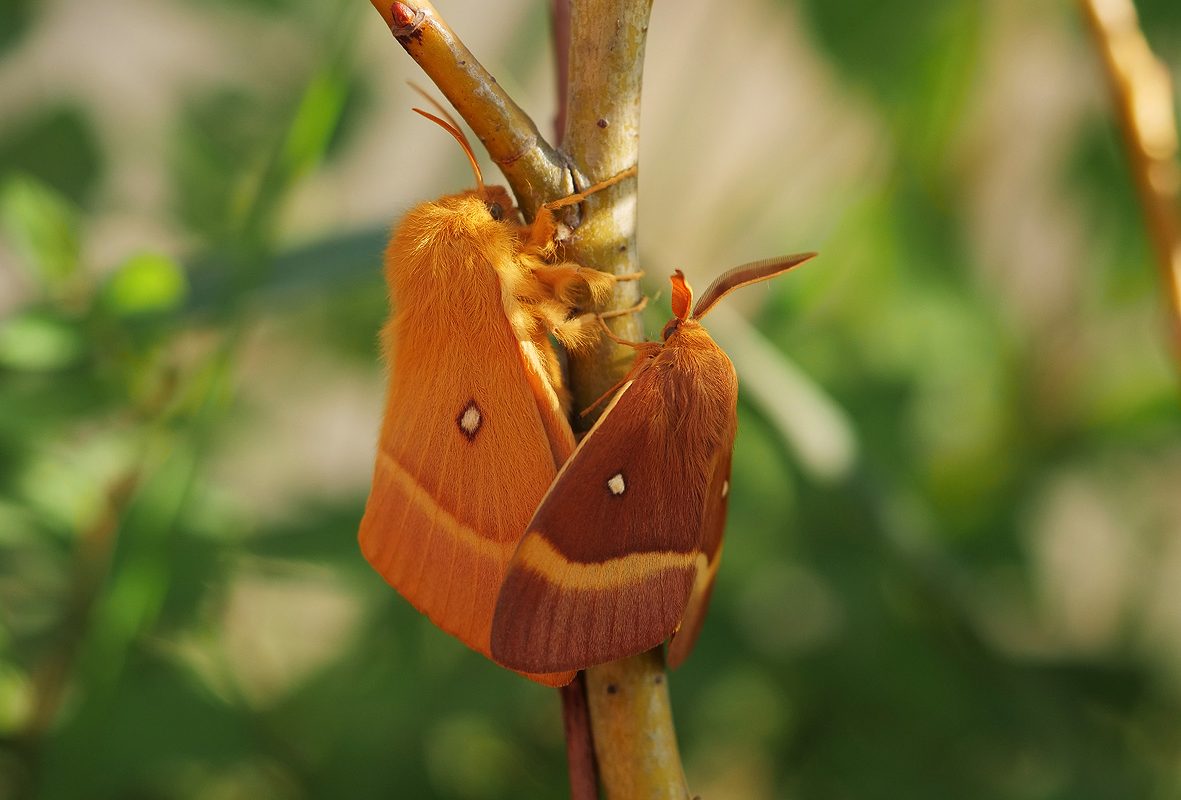 lasiocampa-quercus