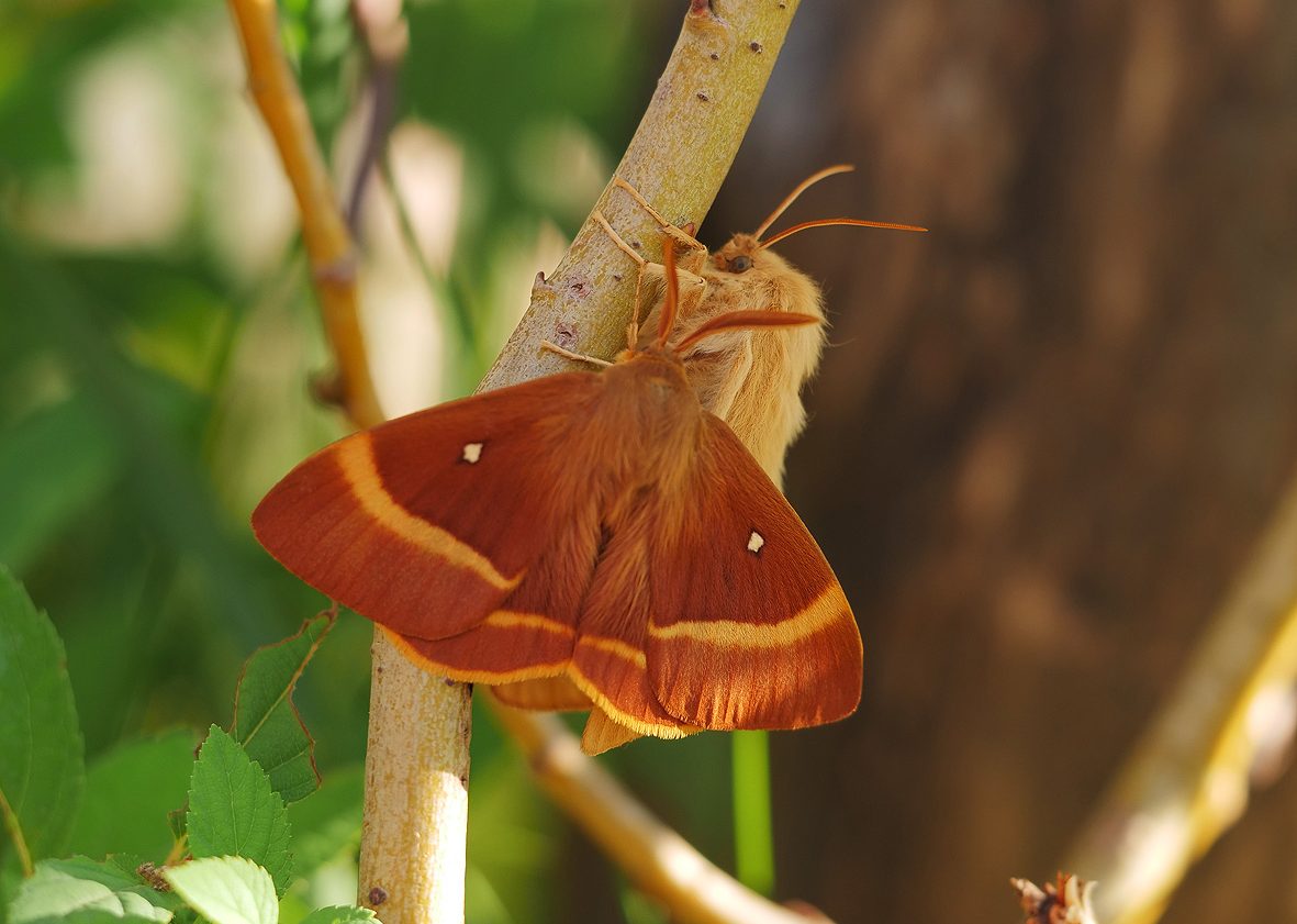 lasiocampa-quercus