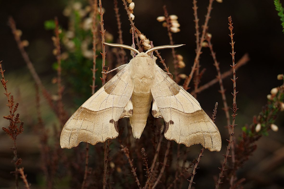 marumba-quercus