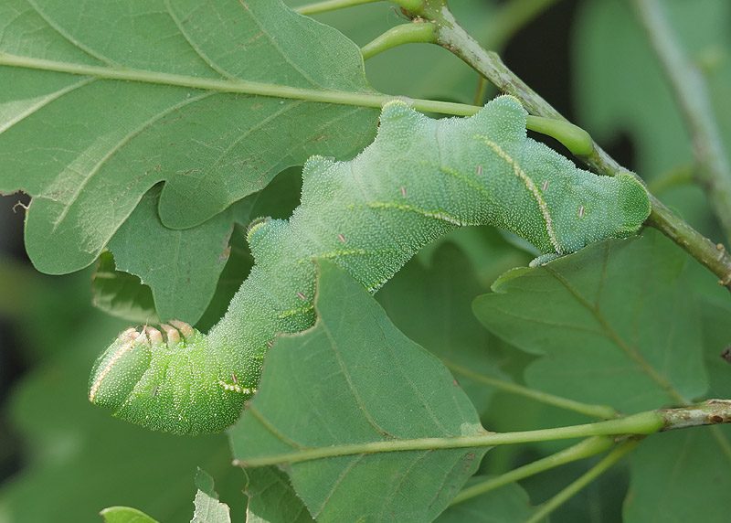 marumba-quercus