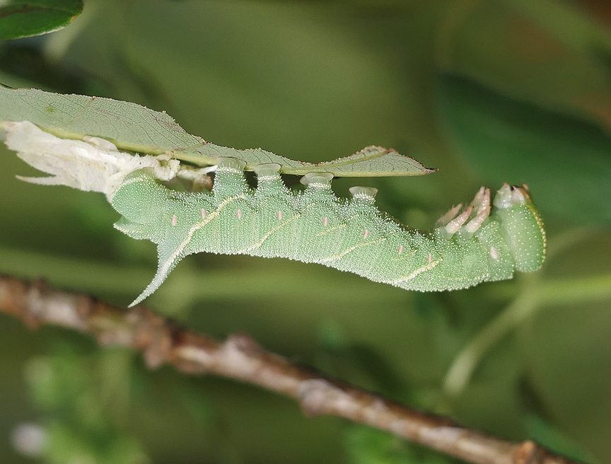 marumba-quercus