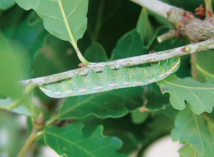 drymonia-querna