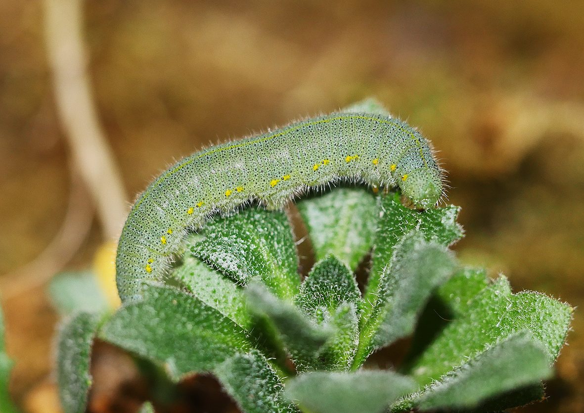 pieris-rapae