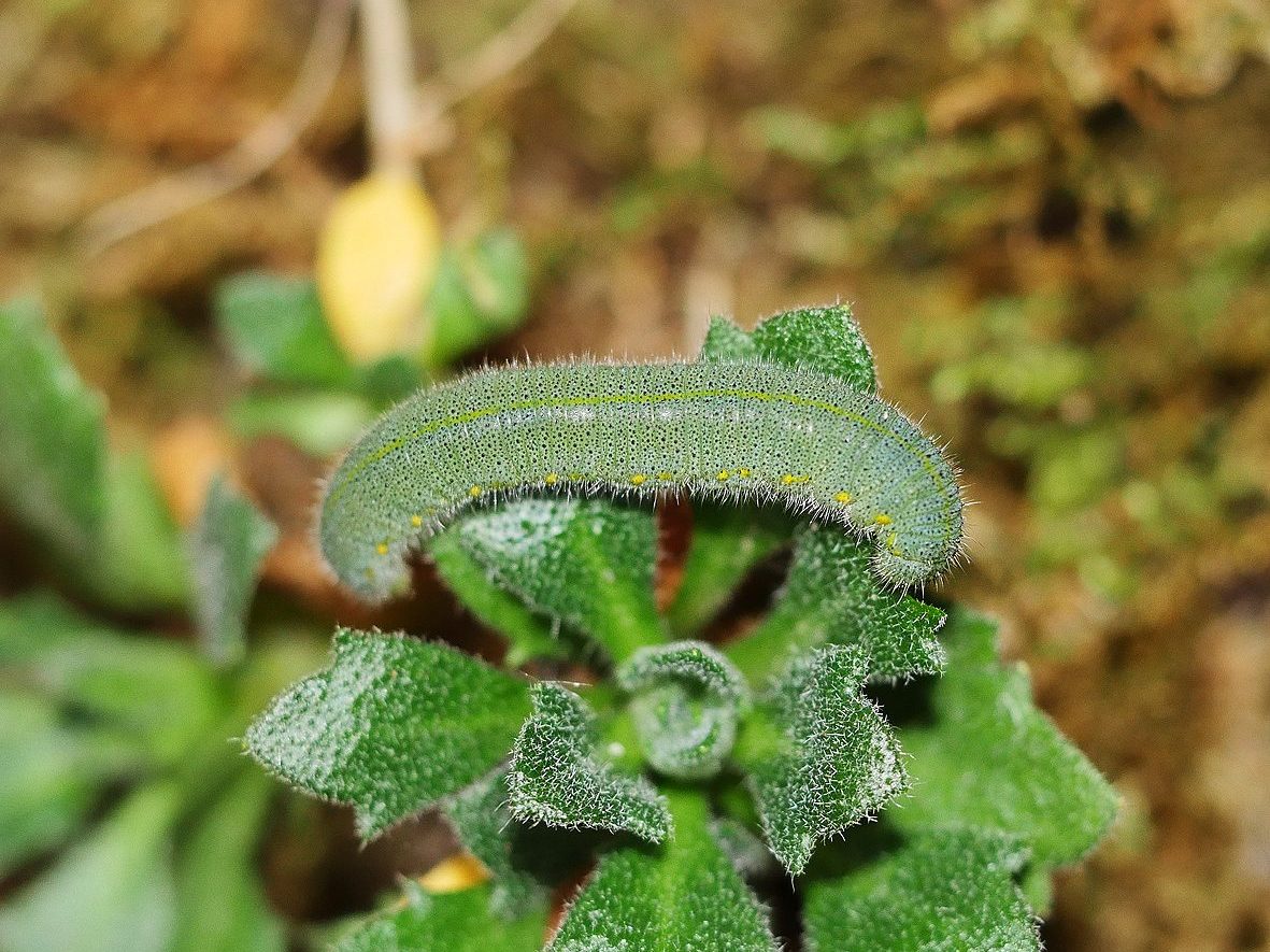 pieris-rapae