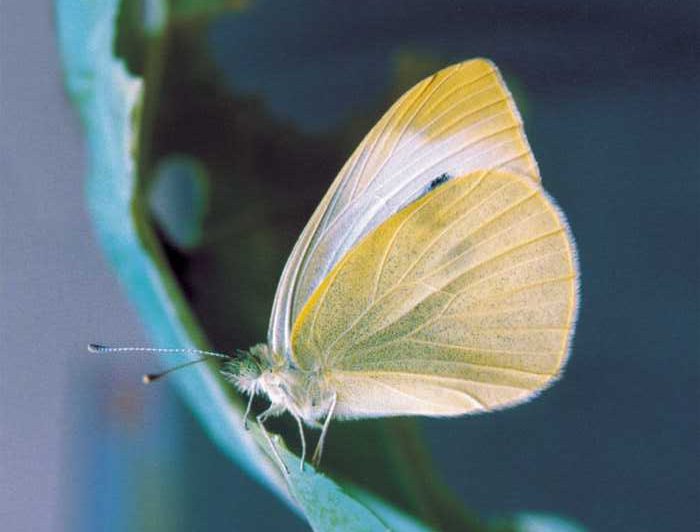 pieris-rapae